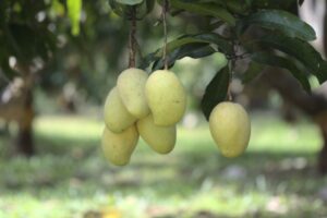 mango bunch