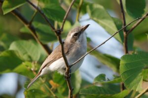 Ceylon Woodshrike - Dambewatana Farm (2) small