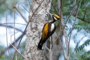 White-Naped Flameback - Female Dambewatana Farm small