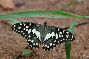 butterfly small