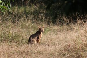cat small