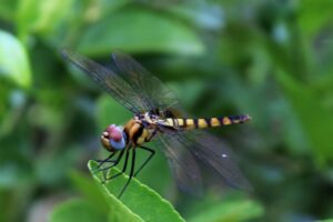 dragonfly small