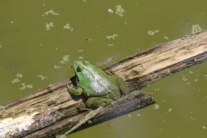 frog small
