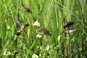munia small