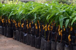 certified tjcmango plants small