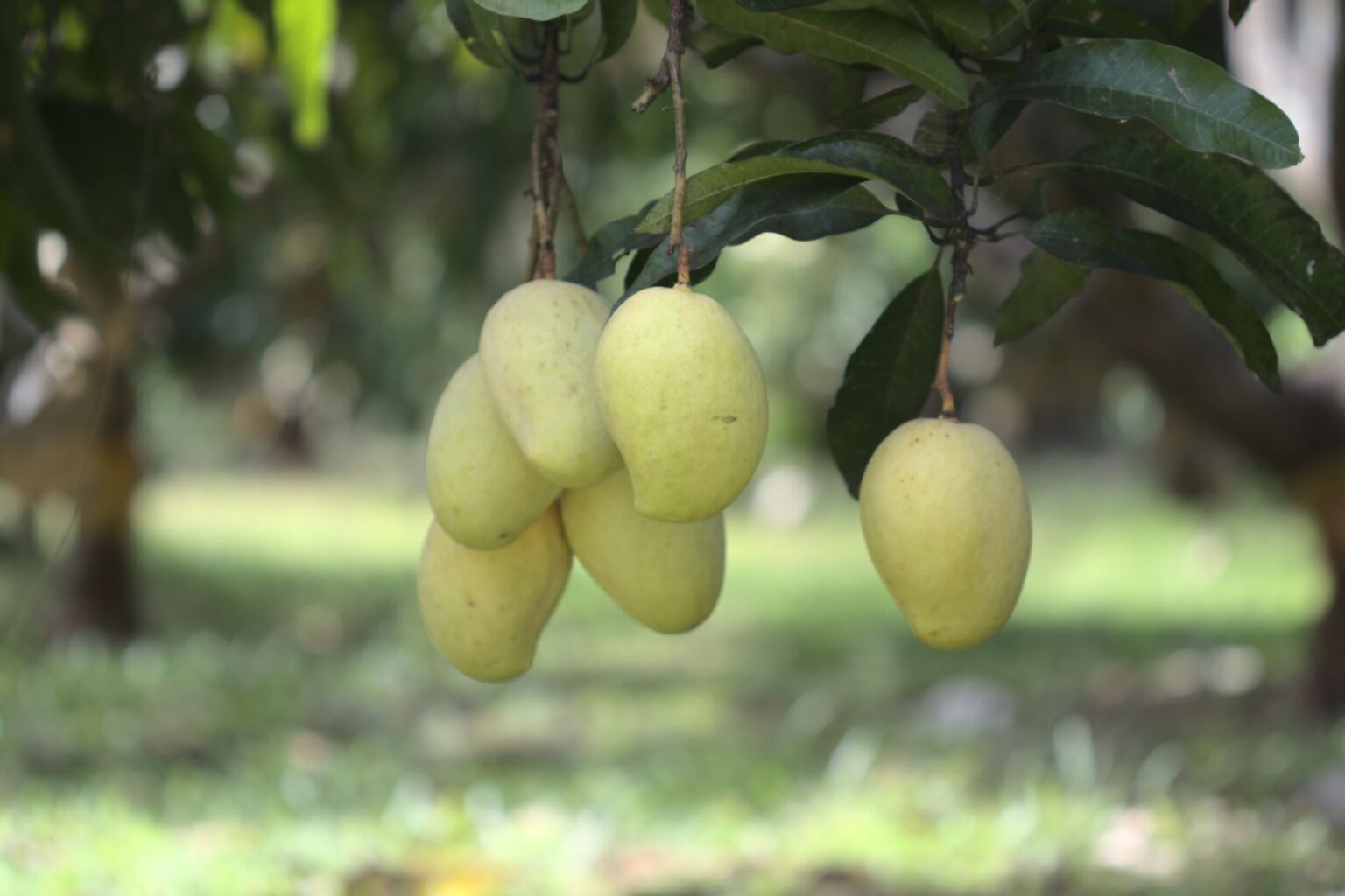 TJC MANGO Ellawala Horticulture