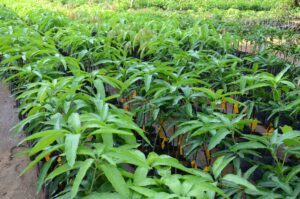 tjcmango plants small