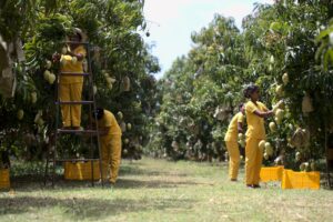 mango harvesting small